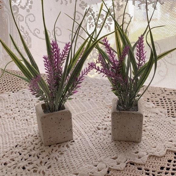 2 Lavender Plants!